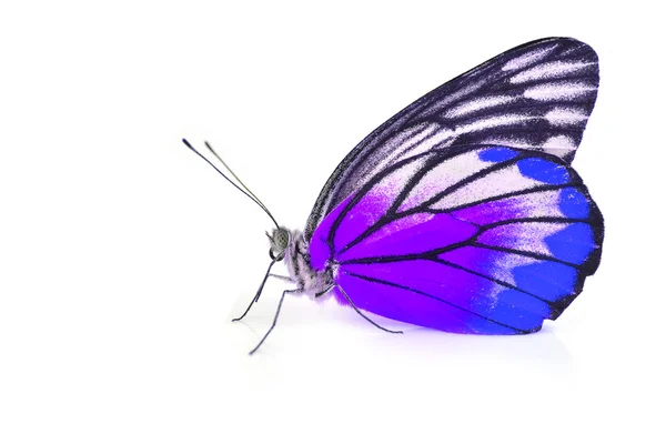 Mariposa púrpura y azul — Foto de Stock
