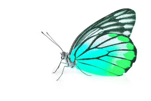 Green and Blue Butterfly — Stock Photo, Image