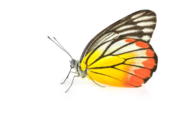 Живописная бабочка Иезавели — стоковое фото