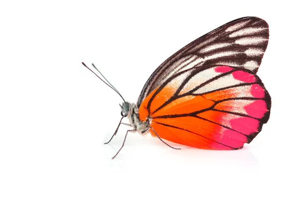 Orange and Pink Butterfly — Stock Photo, Image