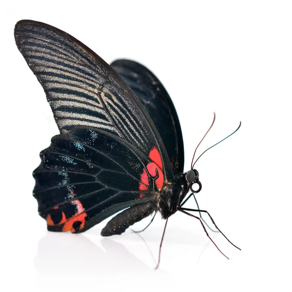 Red and black butterfly — Stock Photo, Image