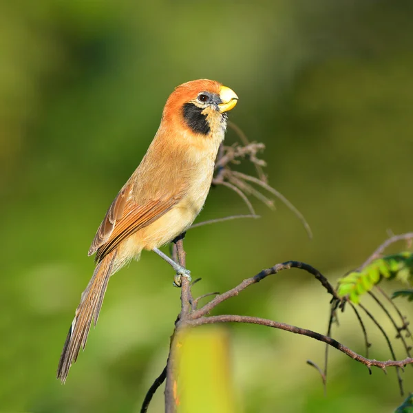 Okularowiec plamisty parrotbill ptak — Zdjęcie stockowe