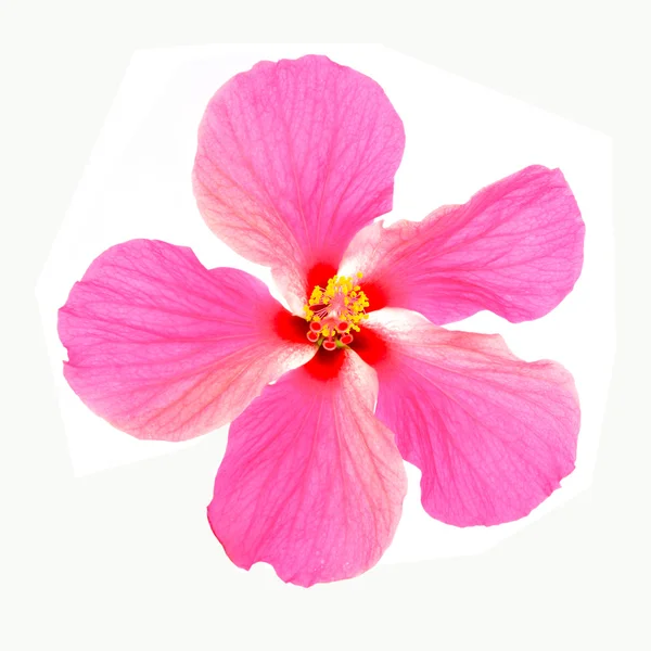 Rosa hibiskusblomma — Stockfoto