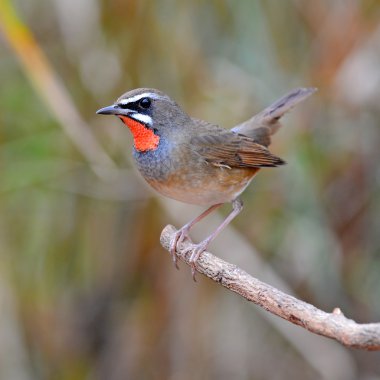 Sibirya rubythroat kuş