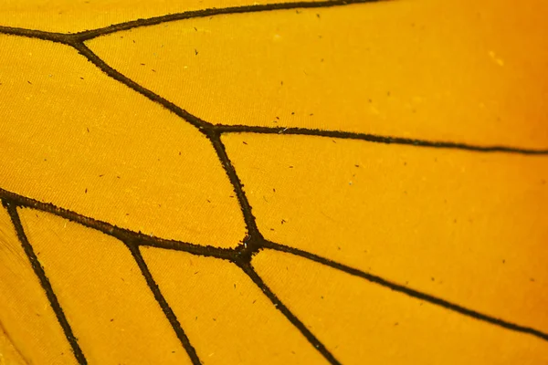 Yellow Butterfly Wing — Stock Photo, Image