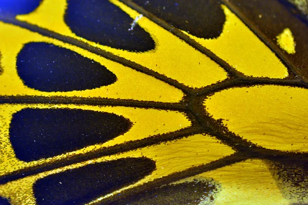 Ala de mariposa amarilla — Foto de Stock