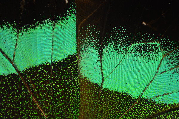 Крыло бабочки
