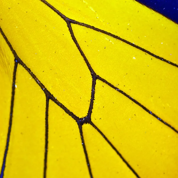 Yellow Butterfly Wing — Stock Photo, Image