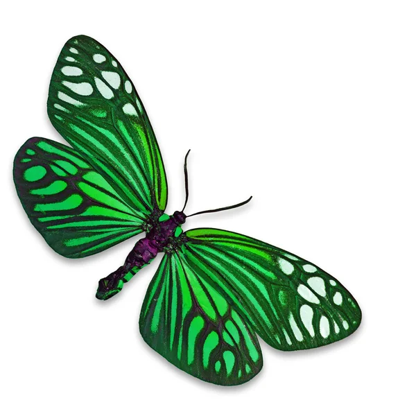 Green butterfly — Stock Photo, Image