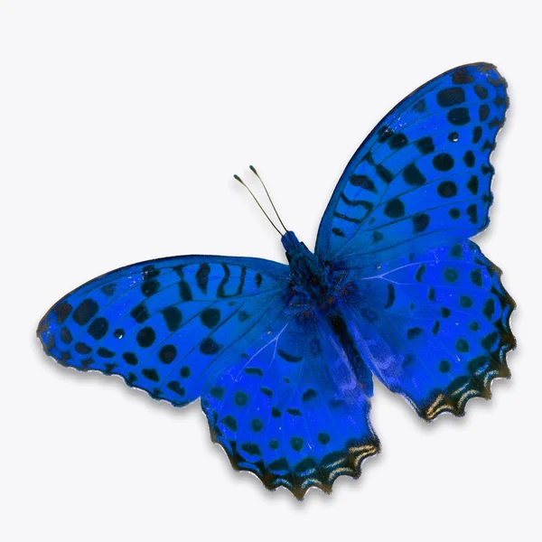 Mariposa azul — Foto de Stock