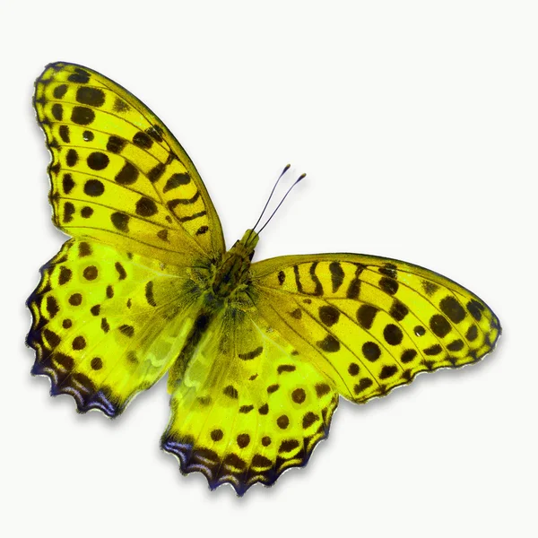Sarı kelebek — Stok fotoğraf