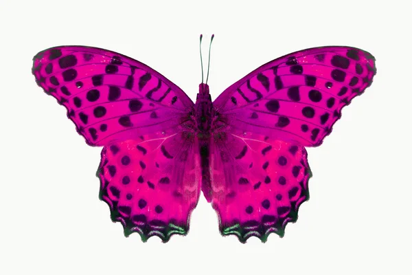 Borboleta rosa — Fotografia de Stock