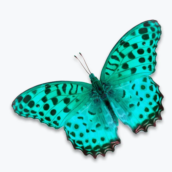 Mariposa azul — Foto de Stock