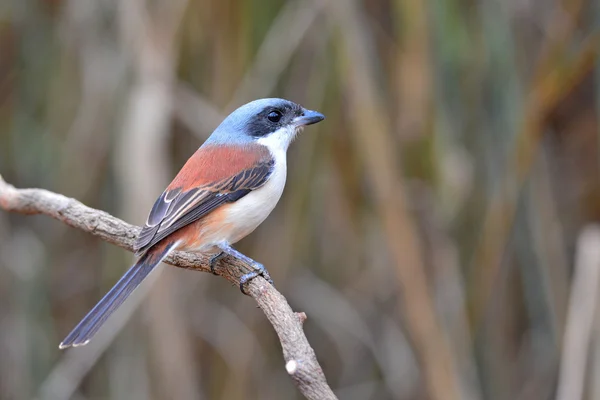 Pie-grièche birmane — Photo