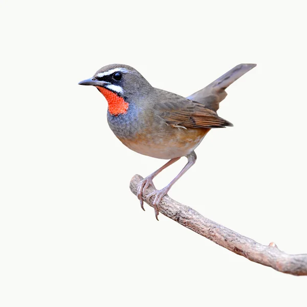 Sibiřský rubythroat pták — Stock fotografie