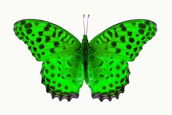 Mariposa verde — Foto de Stock