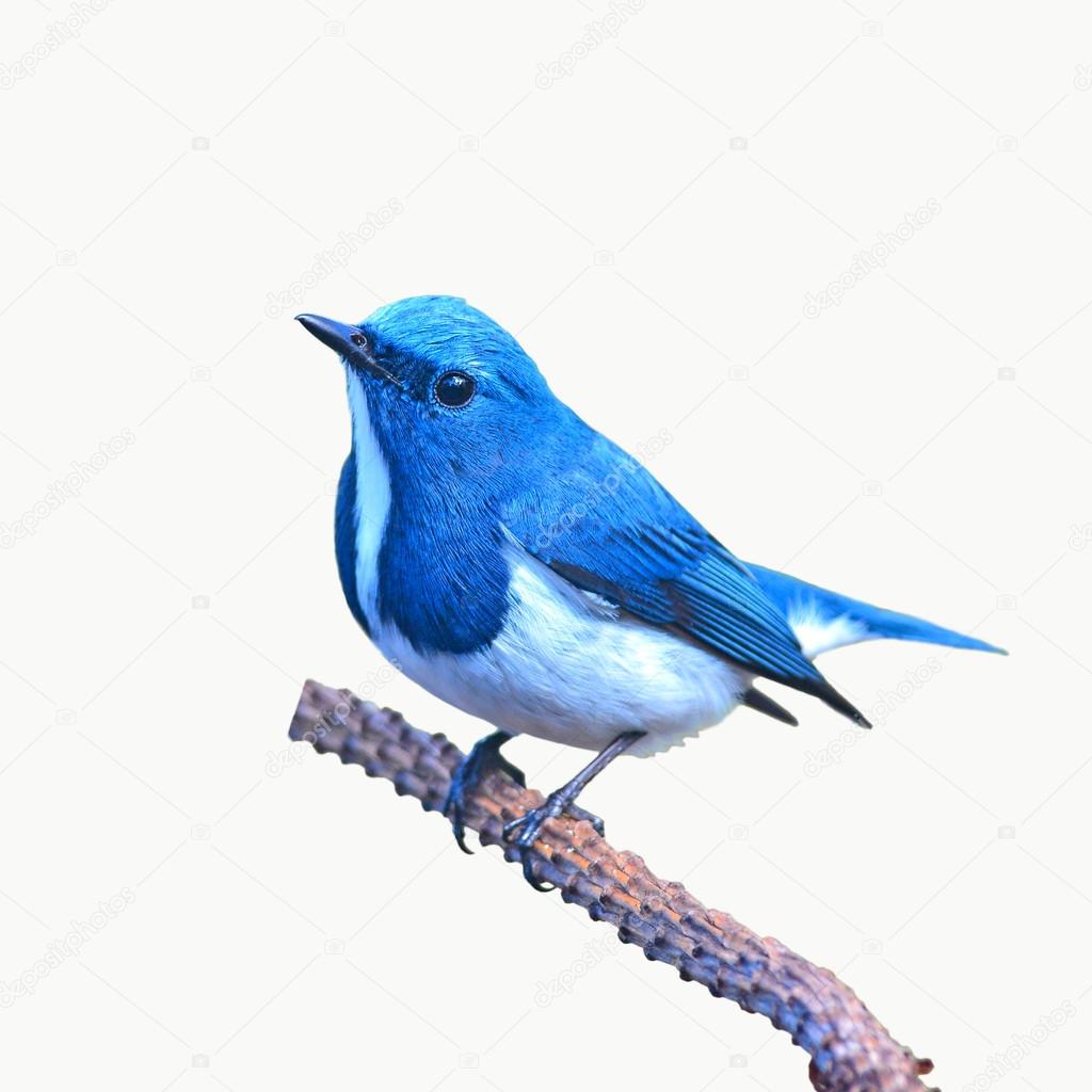 Ultramarine flycatcher bird