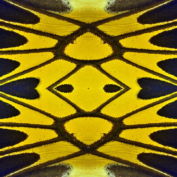 Жовта метелик крило — стокове фото