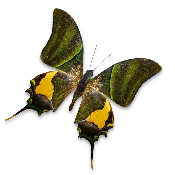 Topoppas imperialis butterfly — стоковое фото