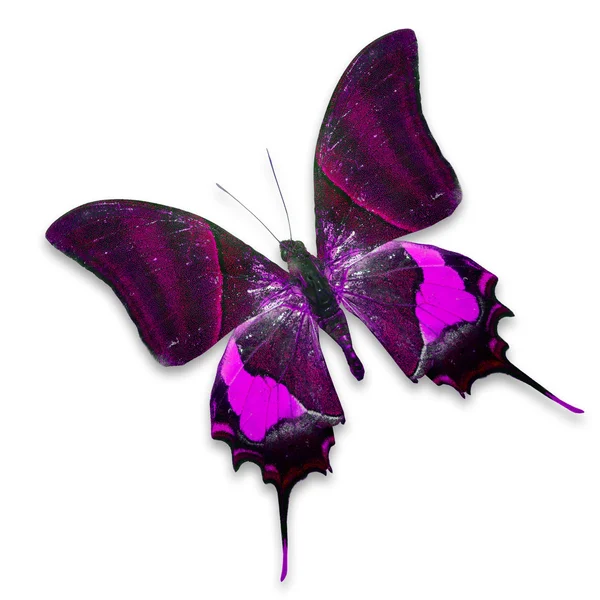Papillon rose — Photo