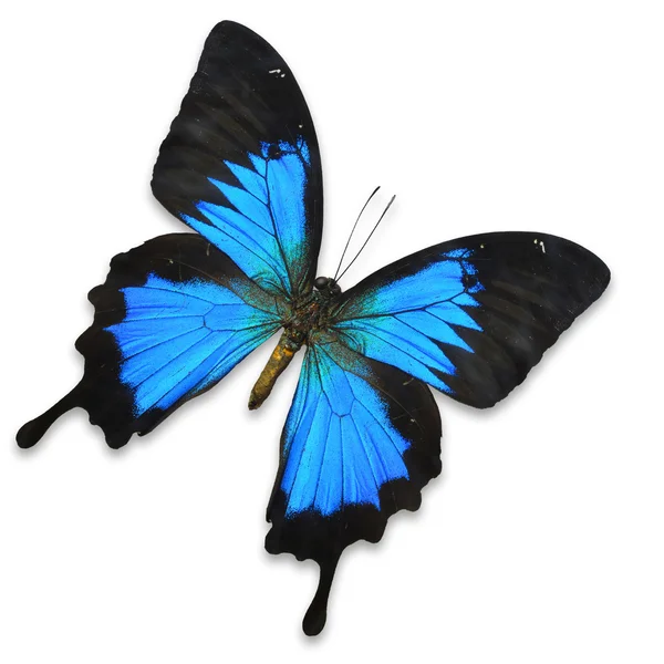 Mariposa azul — Foto de Stock