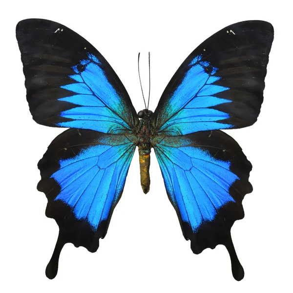 Blauer Schmetterling — Stockfoto