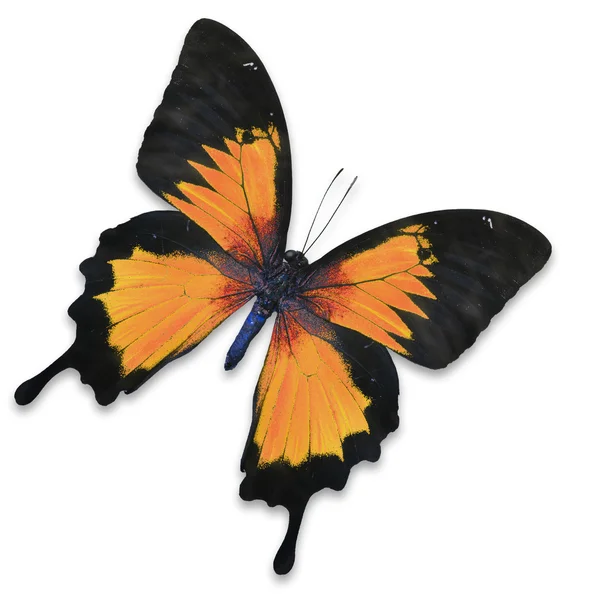 Papillon orange — Photo