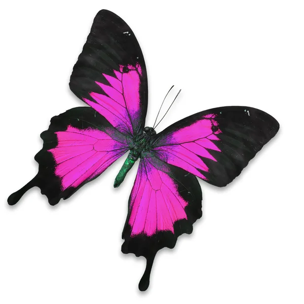 Borboleta rosa — Fotografia de Stock