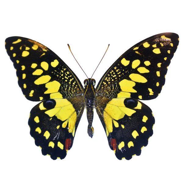 Lime butterfly — Stock Photo, Image