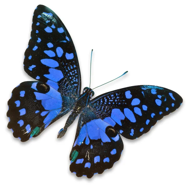 蓝蝴蝶 — 图库照片
