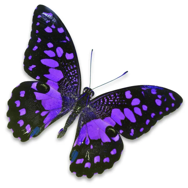 Purple butterfly — Stock Photo, Image