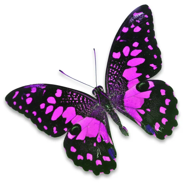 Mariposa rosa — Foto de Stock