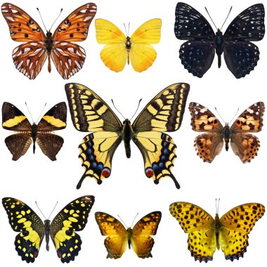 Koleksiyonu renkli kelebek