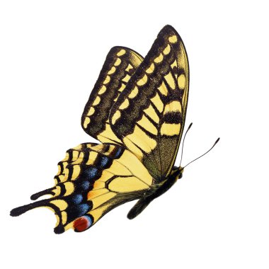 Korsika Swallowtail
