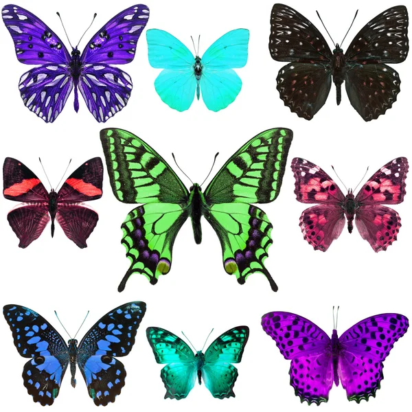 Kolekce barevný motýl — Stock fotografie