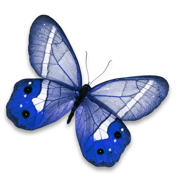 Blue butterfly — Stock Photo, Image