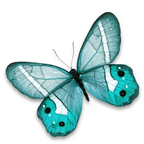 Blue butterfly — Stock Photo, Image