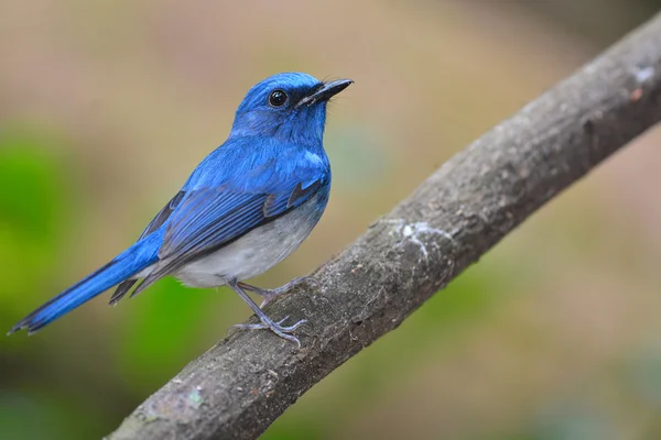 Hainan-blauer Fliegenfänger — Stockfoto