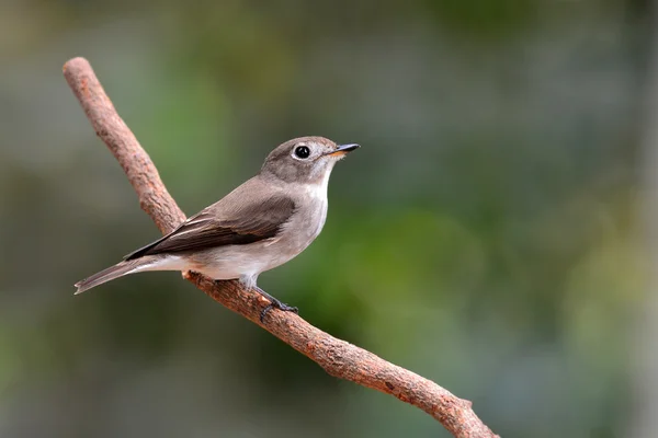 Asiatique brun moucherolle oiseau — Photo