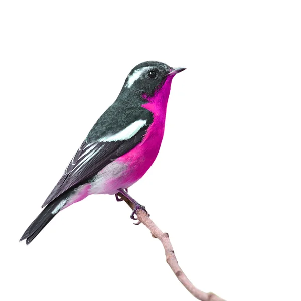 Mooie kleurrijke vogel — Stockfoto