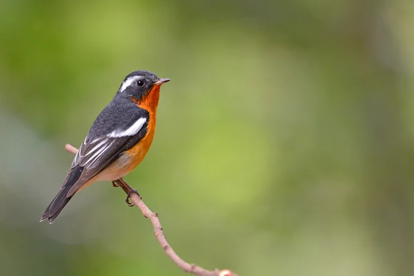 Mugimaki flycatcher pták — Stock fotografie