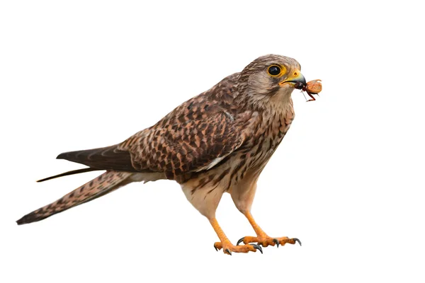 Turmfalke — Stockfoto