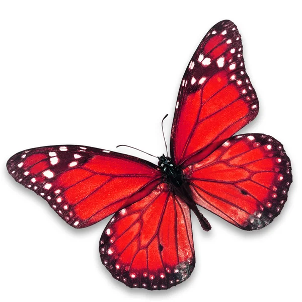 Red butterfly — Stock Photo, Image