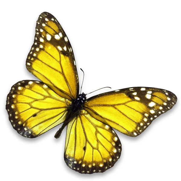 Mariposa amarilla — Foto de Stock