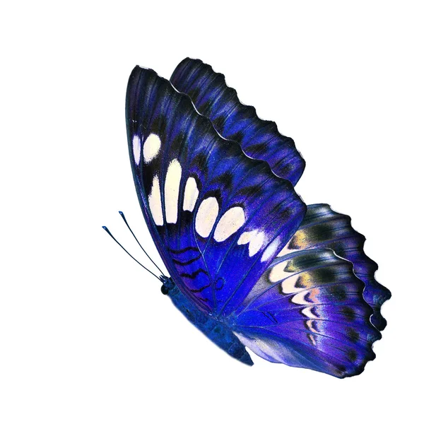 Mariposa azul — Foto de Stock