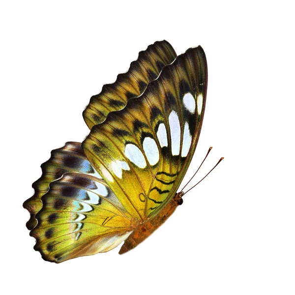 Mariposa amarilla — Foto de Stock