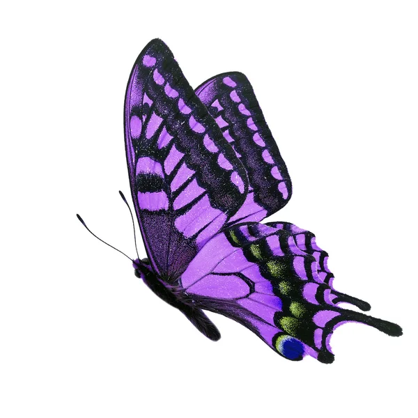 Farfalla viola — Foto Stock