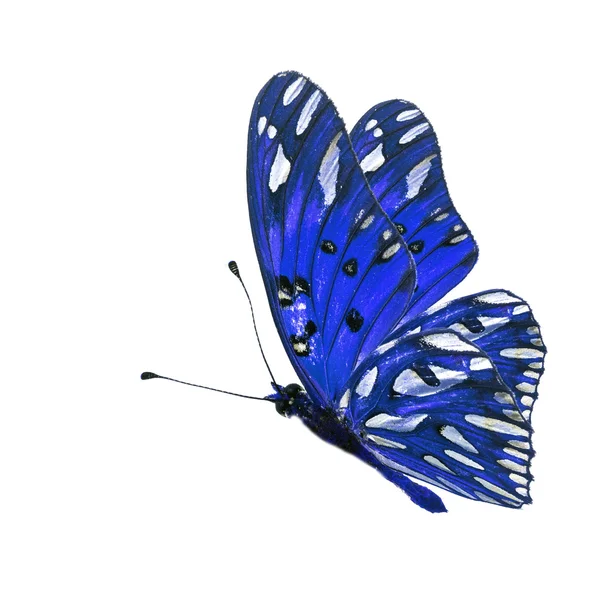 Blue Butterfly — Stock Photo, Image