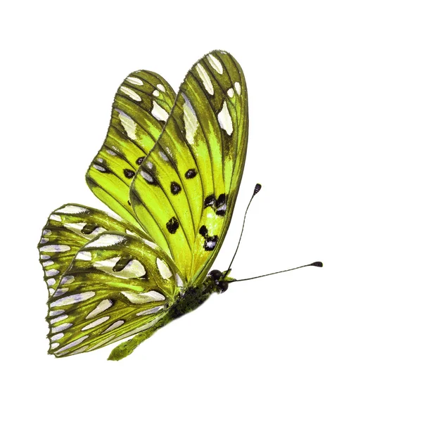Желтая бабочка — стоковое фото