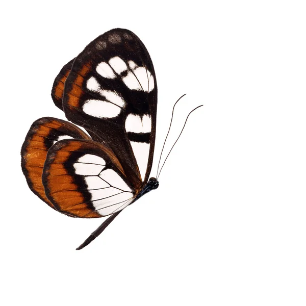 Orange butterfly — Stock Photo, Image